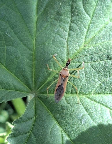 Leafhopper Assassin Bug