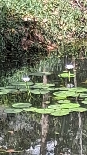 Day Waterlily