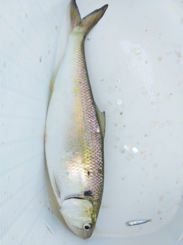 Twaite Shad