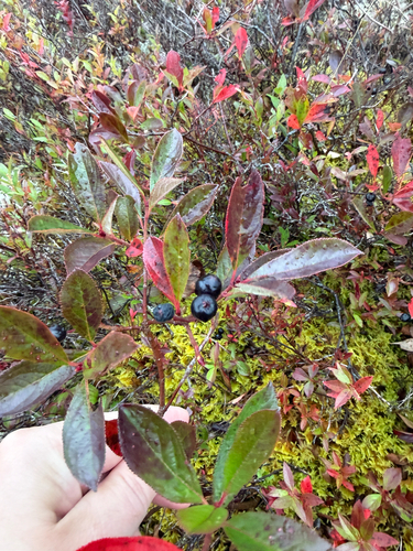 black chokeberry