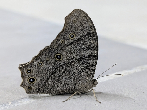 Common Evening Brown