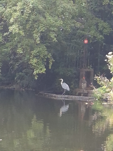 Grey Heron