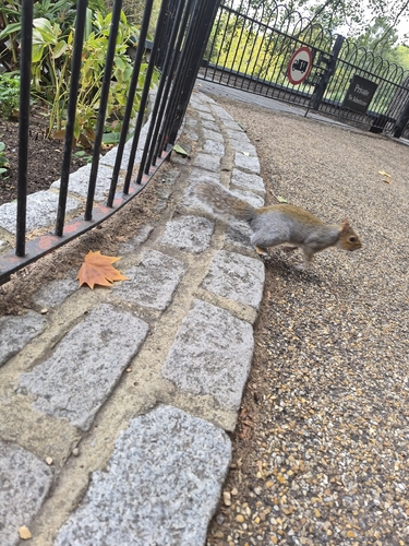 Eastern Gray Squirrel