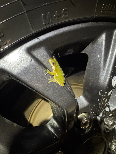 Green Treefrog