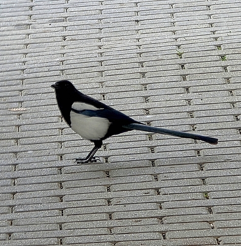 Eurasian Magpie