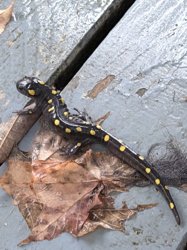 Spotted Salamander