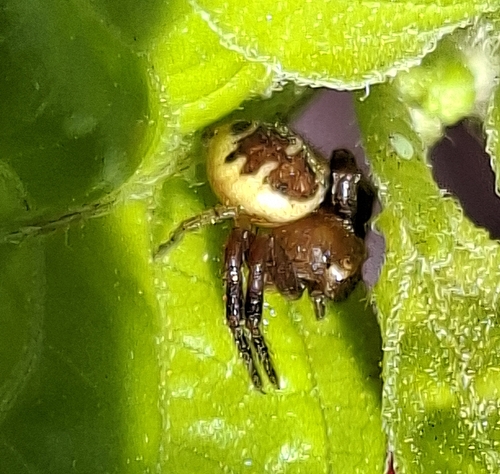 Napoleon Spider