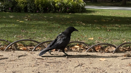 Carrion Crow