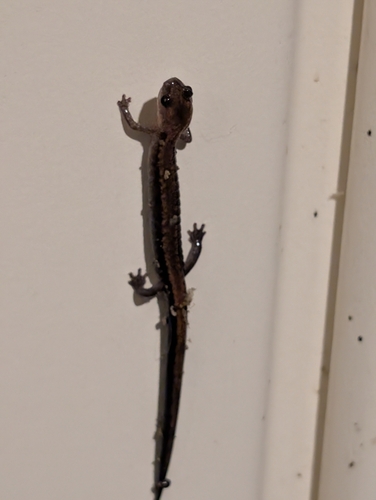 Eastern Red-backed Salamander
