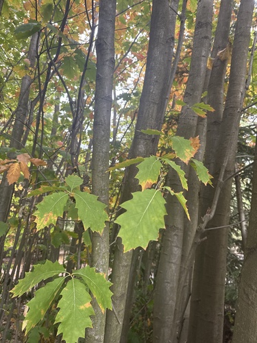 northern red oak
