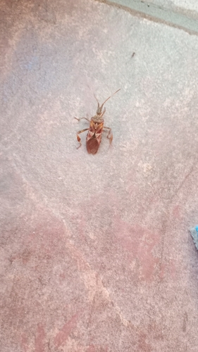 Western Conifer Seed Bug