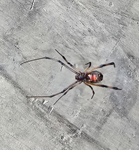 Brown Widow