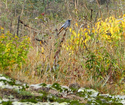 Black Redstart