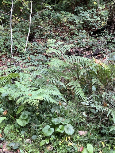 common bracken