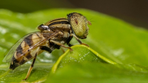 Big-headed Lagoon Fly