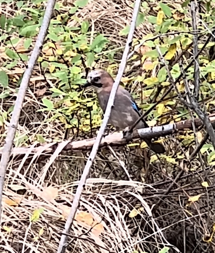 Eurasian Jay