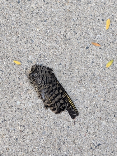 Northern Flicker