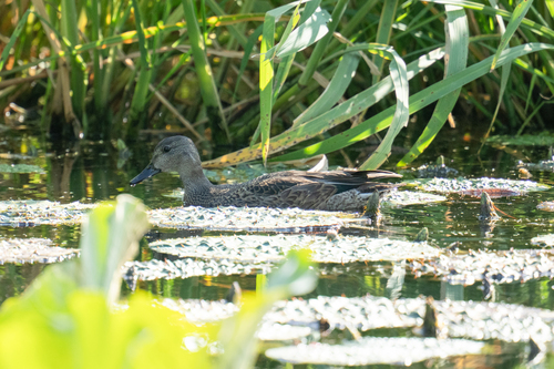 Falcated Duck
