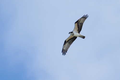 Osprey