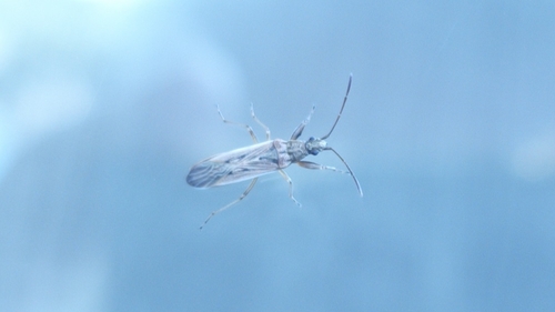 Paromius gracilis