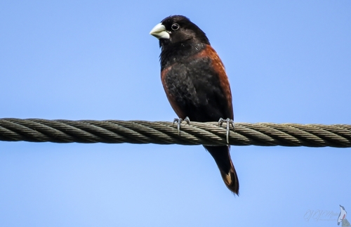 Chestnut Munia