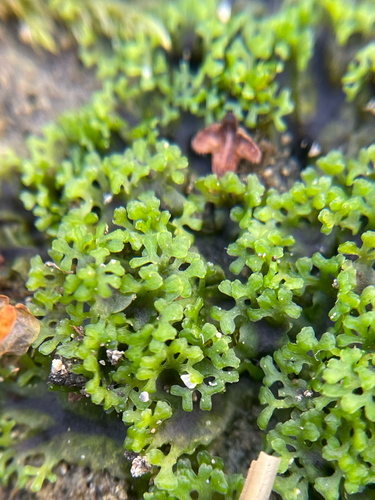 Endive Pellia
