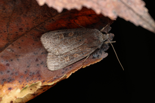 Square-spot Rustic