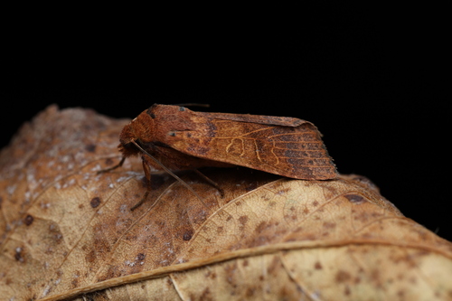 Agrochola pistacinoides