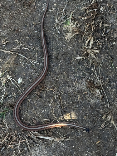 DeKay's Brownsnake