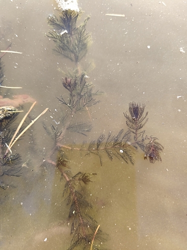 Eurasian water-milfoil