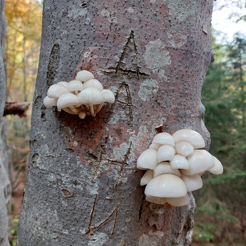 porcelain mushroom