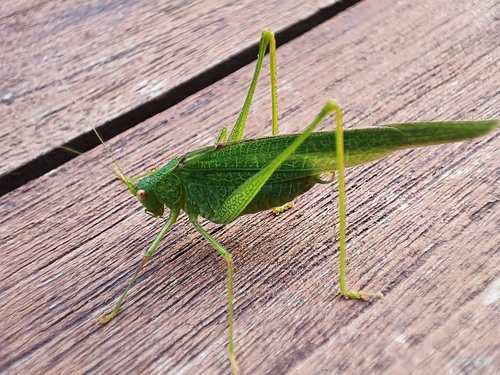 Mediterranean Katydid