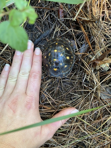 Eastern Box Turtle