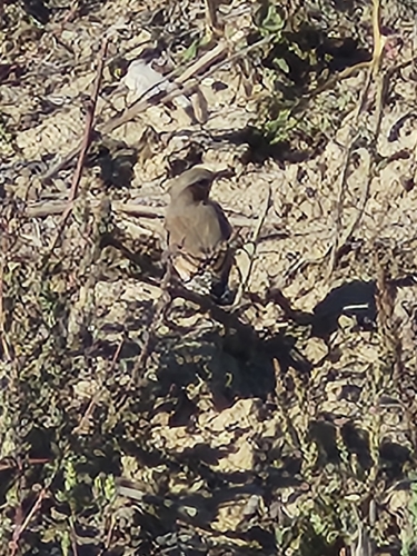 European Starling