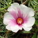 Moss-rose Purslane - Photo (c) WK Cheng, all rights reserved, uploaded by WK Cheng