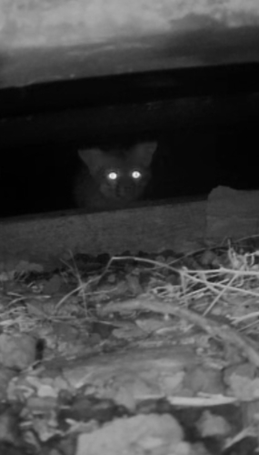 Gray Fox