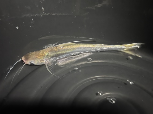 Pangasius macronema