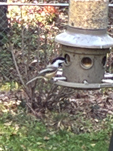 Black-capped Chickadee