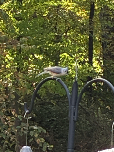 Tufted Titmouse
