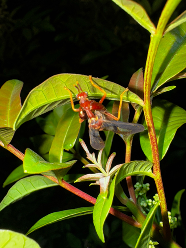 Brown Wasp Mantidfly