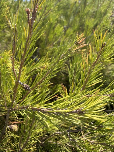 Aleppo pine