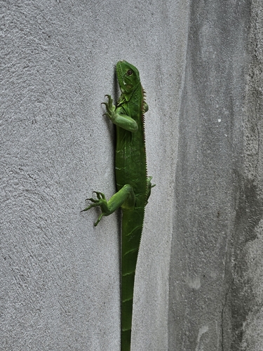 Green Iguana