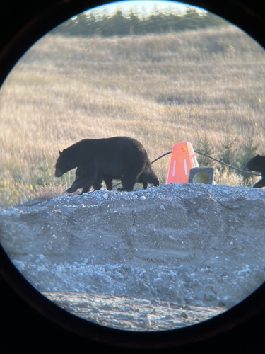 Black Bear sighting near Division No. 16