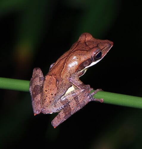 Saddled Tree frog