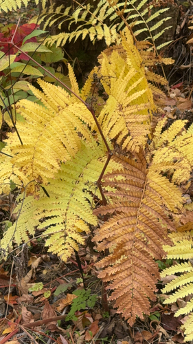 interrupted fern