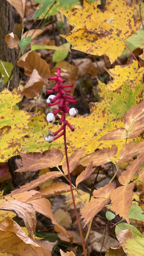 white baneberry