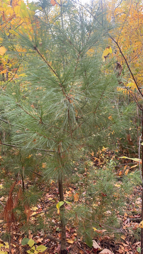 eastern white pine