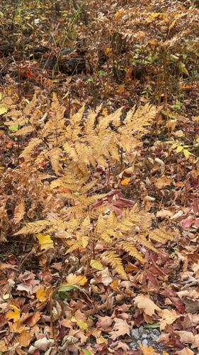 common bracken