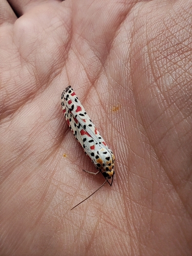 Crimson-speckled Flunkey
