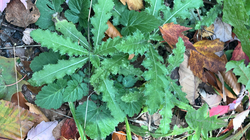 creeping thistle